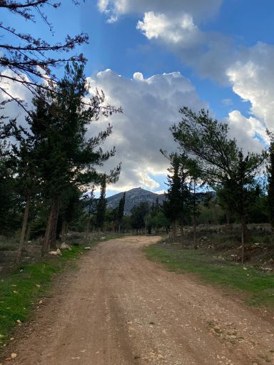 Scenic dirt road through a forest leading to a distant mountain under a cloudy sky, ideal for nature and travel themes.