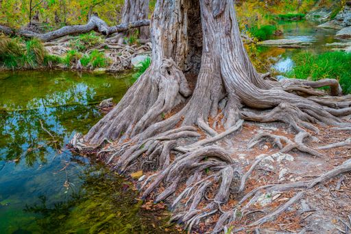 Gnarled tree roots extend into a clear stream surrounded by lush greenery, creating a serene natural scene.
