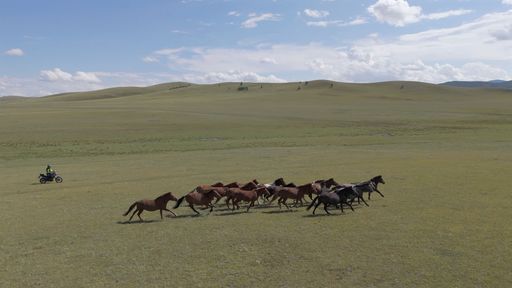 A herd of wild horses running across a vast green plain under a blue sky, with a motorcyclist riding alongside in Mongolia.