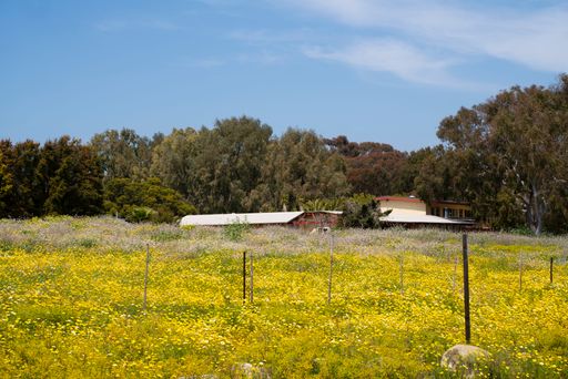 A serene rural scene with a field of yellow wildflowers, trees, and a farmhouse under a clear blue sky.