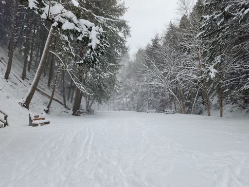 Snow-covered forest path with benches, surrounded by tall trees in winter, creating a serene and peaceful atmosphere.