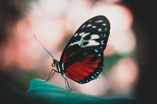 Close-up of a vibrant butterfly with red and black wings perched on a leaf against a blurred natural background.