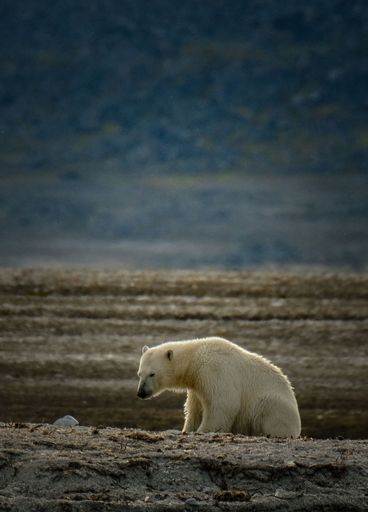 A solitary polar bear wanders across the Arctic tundra under a moody sky, capturing the essence of wilderness and isolation.