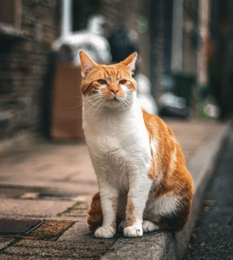 A ginger and white cat sitting on a cobblestone street, with a blurred urban background, showcasing its curious expression.