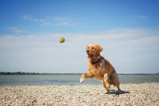 An adorable cheerful golden retriever dog playing on the beach on a sunny day