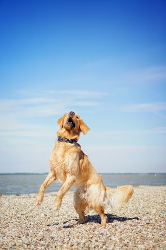 An adorable cheerful golden retriever dog playing on the beach on a sunny day