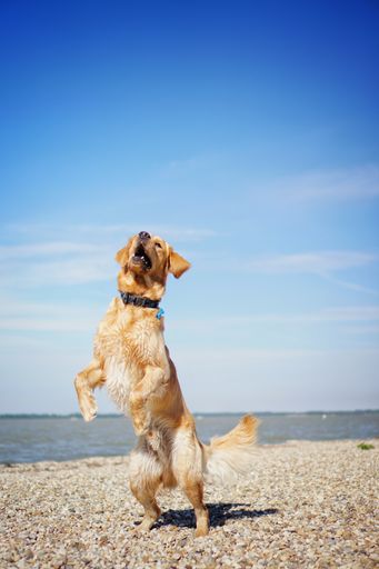 An adorable cheerful golden retriever dog playing on the beach on a sunny day