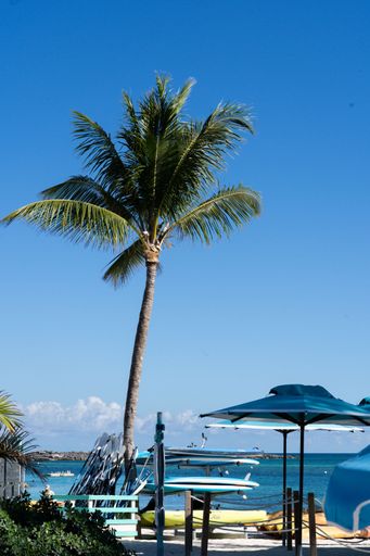 Tropical beach scene with a palm tree, surfboards, and umbrellas under a clear blue sky, perfect for a relaxing vacation vibe.