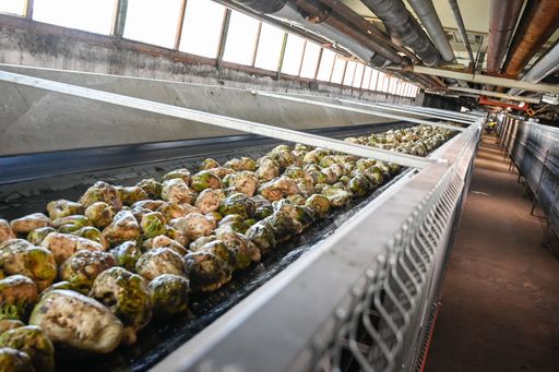 Conveyor belt transporting sugar beets in an industrial setting, showcasing agricultural processing.