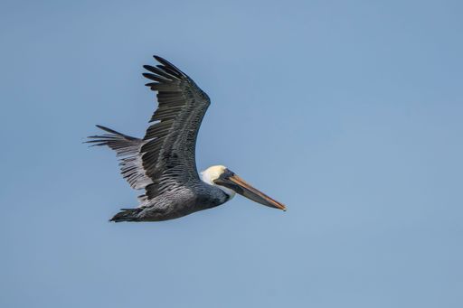 A shot of a pelican flying across the clear blue sky displays its impressive wingspan.