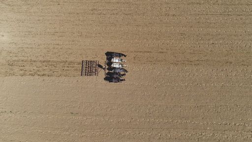 An aerial shot of donkeys pulling farming equipment