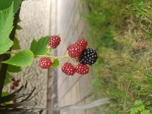 a closeup shot of partially riped Blackberry plant hanging on bush above the grass