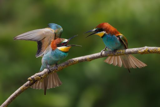 Two vibrant European bee-eaters perched on a branch with blurred green background, showcasing their colorful plumage and dynamic interaction.