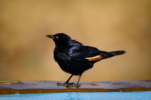 A striking black bird with orange eyes standing by a pool, set against a blurred brown background.