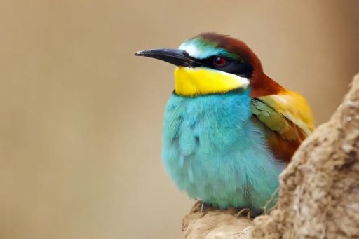 Vibrant European bee-eater perched on a branch, showcasing its colorful plumage against a blurred natural background.