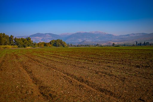 A fertile agricultural field in northern Israel with the majestic Mount Hermon visible in the distance.
