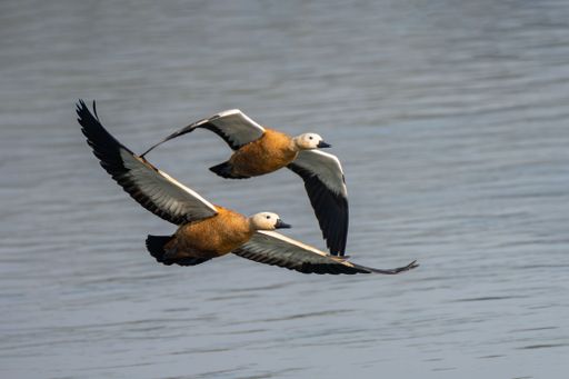 Two Ruddy Shelducks gracefully flying over a calm lake