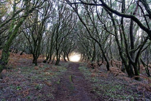 A beautiful shot of a path in forest leading towards a light surrounded by trees