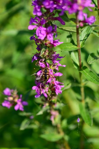 A vertical shot of a bee sitting on blooming purple flowers