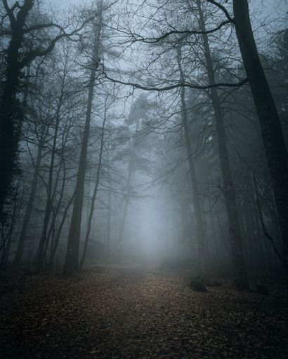 Misty forest path with tall trees and fallen leaves creating a mysterious atmosphere.