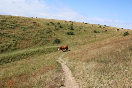 A farm in a mountain with grazing cows