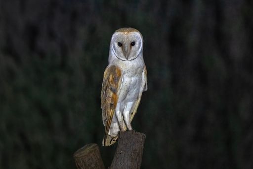 A barn owl perched on a post at night, showcasing its white and brown plumage against a dark background.