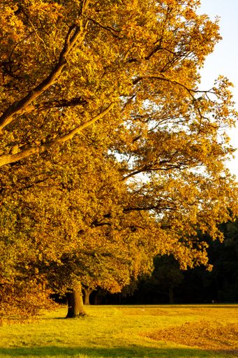 A vertical shot of a huge tree with fall leaves during sunset