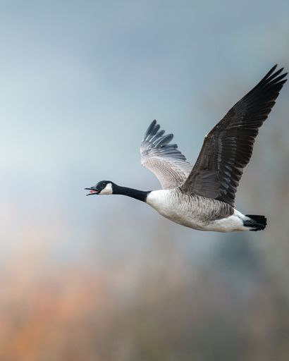 A Canada goose in flight against a soft blurred background, showcasing its detailed feathers and natural grace.