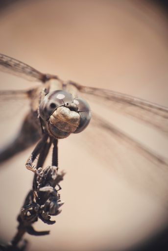 A vertical macro shot of a dragonfly on a plant