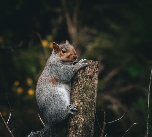 A close-up of a grey squirrel perched on a tree stump in a forest setting.