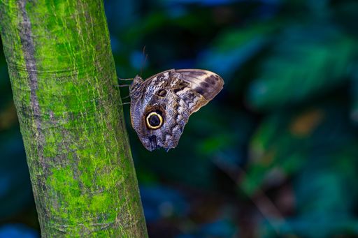 Close-up of a butterfly perched on a vibrant green tree trunk in a lush forest setting.