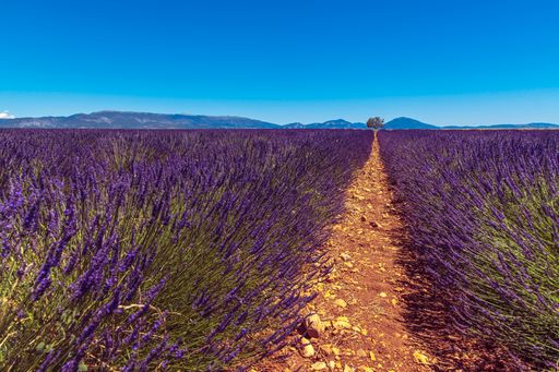 A beautiful shot of a path leading through lavender fields