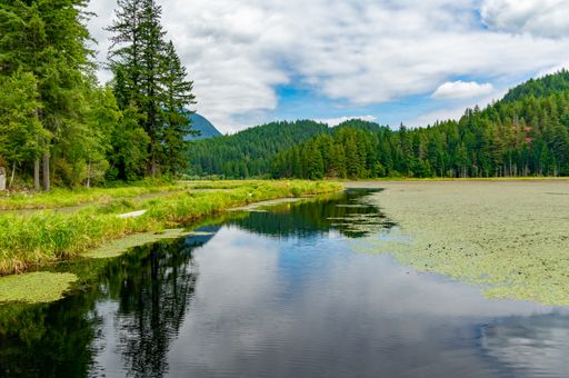 A beautiful view of a lake surrounded by greens and trees gleaming under the cloudy blue sky