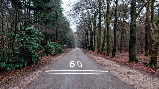 A serene forest road with a speed limit sign of 60, surrounded by tall trees and lush greenery on a cloudy day.