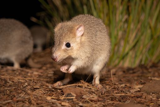 A closeup of a cute bettong in the zoo