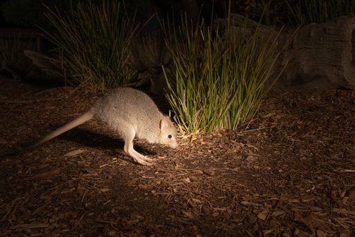 An eastern bettong on the ground in the zoo