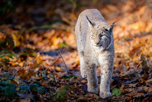 A lynx walking through a forest covered in autumn leaves, showcasing its natural habitat.