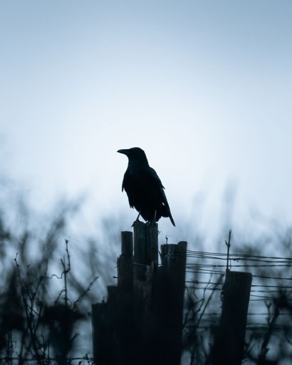 Silhouette of a crow perched on a wooden post against a moody sky, with blurred branches in the foreground.