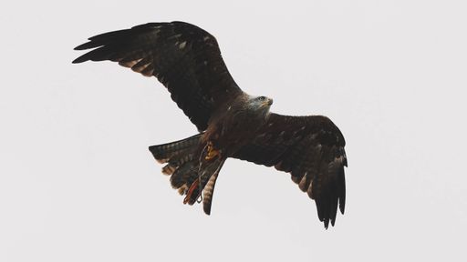 A closeup shot of a beautiful eagle flying high in a white sky