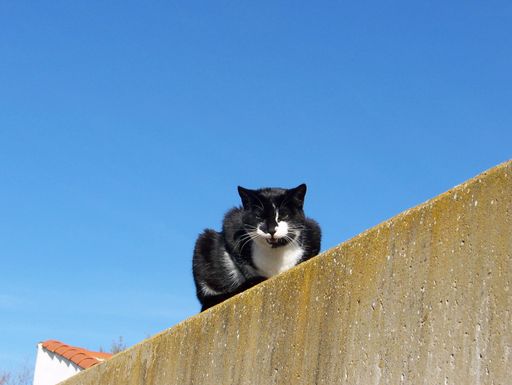 A black and white cat sitting on a concrete wall under a clear blue sky, with part of a white house visible in the background.