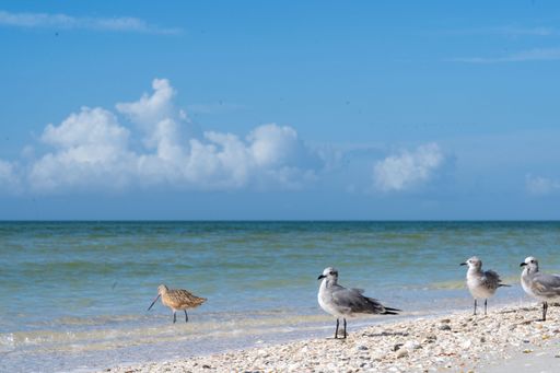 Seagulls and a sandpiper on a serene beach with a clear blue sky and gentle waves.