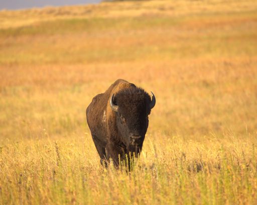 A majestic bison stands in a golden prairie under warm sunlight, showcasing the beauty of wildlife and nature.