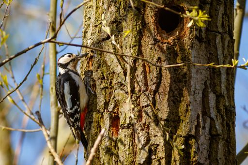 A closeup shot of a woodpecker on the tree