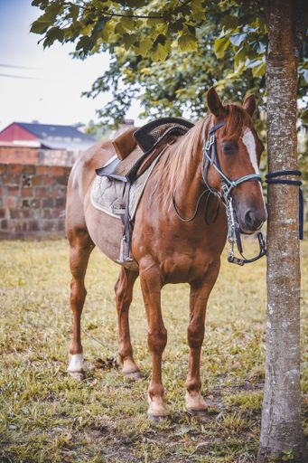A vertical shot of a horse tied to a tree with a saddle