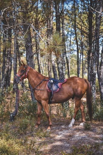 A vertical shot of a horse standing near trees