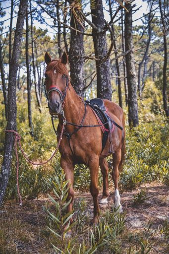 A vertical shot of a horse with a saddle looking towards the camera