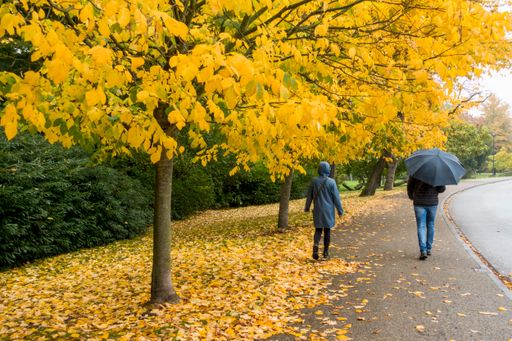 A rear shot of a couple walking in the autumn park with fallen leaves on the ground