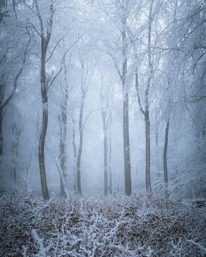 A serene winter forest landscape with frost-covered trees and a misty atmosphere.