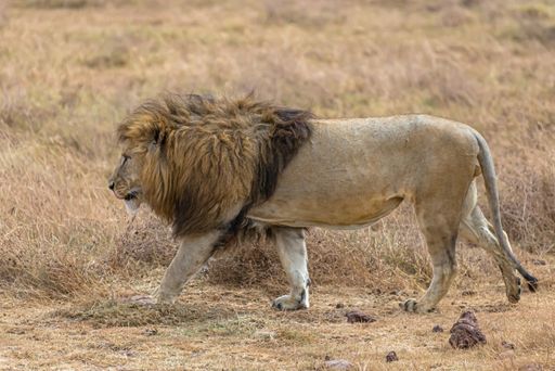 A male lion walking in a dry grassy field during daytime