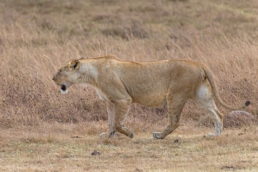 A female lion walking in a grassy field during daytime